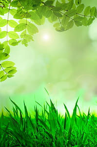 green leafed plants thumbnail