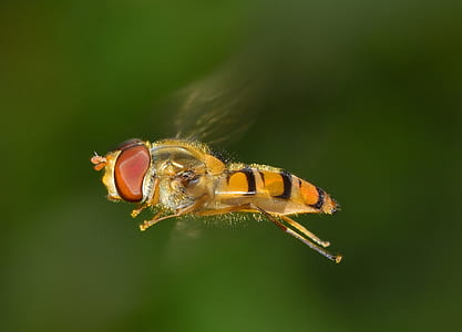 Orange and Yellow Insect thumbnail