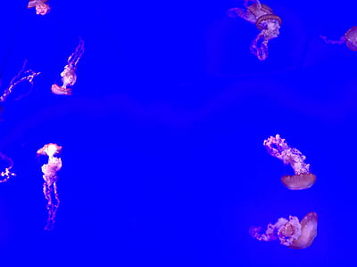 pink jellyfishes under water thumbnail