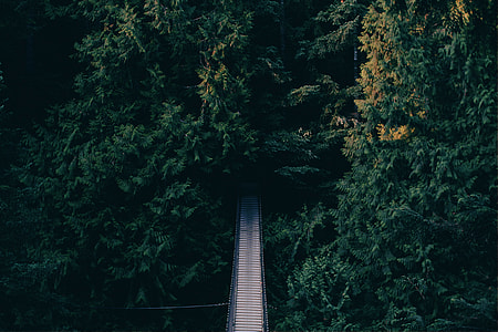 green leaf trees and suspension bridge during daytime thumbnail