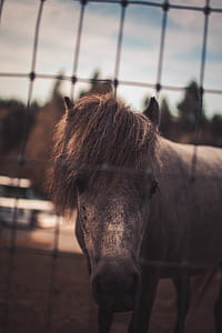 selective focus of horse thumbnail