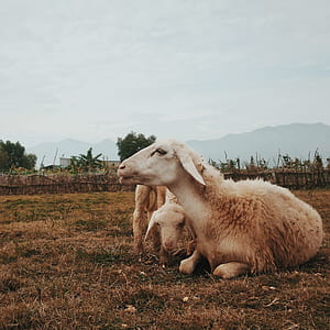 Three White Goats on Field thumbnail