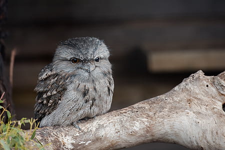 gray bird on trunk thumbnail