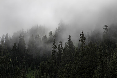 aerial view of forest thumbnail