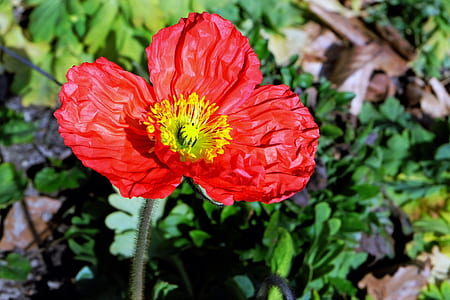red poppy flower on ground thumbnail