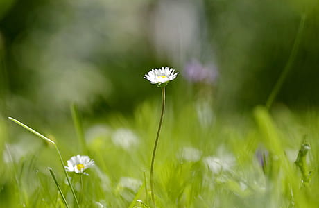 selective focus photo of white chamomile flowers thumbnail