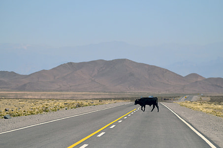 Cow crossing the road in Salta, Argentina thumbnail