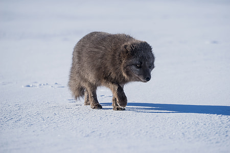 gray wolf pup walking on snow thumbnail