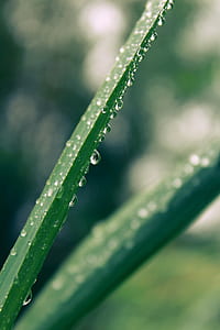 dawn, nature, plant, leaf thumbnail