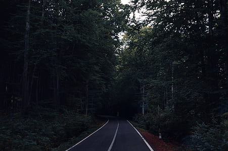 road shaded and surrounded by trees during daytime thumbnail