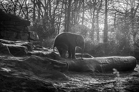 young elephant standing on log at the woods thumbnail