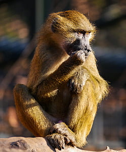 velvet monkey seating thumbnail