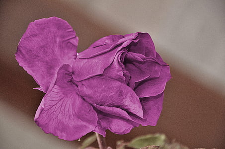 pink rose closeup photography thumbnail