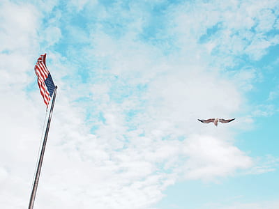 brown bird flying near flag pole under white and blue cloudy sky thumbnail