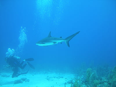 silver shark thumbnail