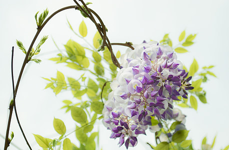 white and purple petaled flowers at daytime thumbnail