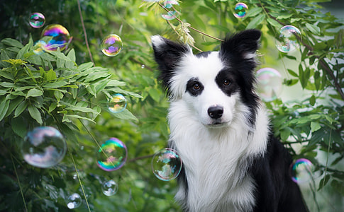 adult black and white border collie surrounding by green plants with bubbles thumbnail