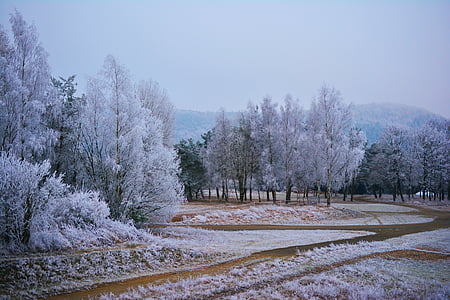 trees covered with snow thumbnail
