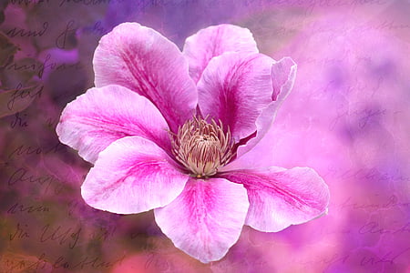 pink and white petaled flowers thumbnail