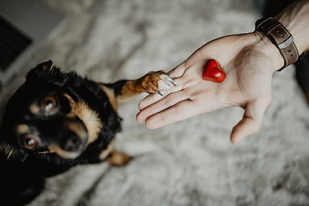 Small treat for a cute dog thumbnail