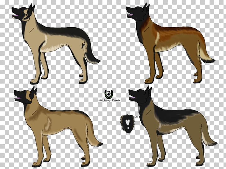Dog Breed Malinois Dog Belgian Shepherd Dutch Shepherd German