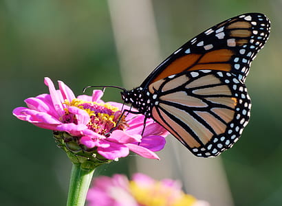 selective focus photo of monarch butterfly on pink flower thumbnail