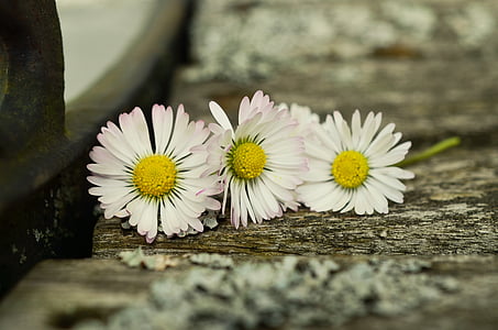 shallow focus photography of white flowers thumbnail