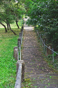 nature, forest, trees, grass thumbnail