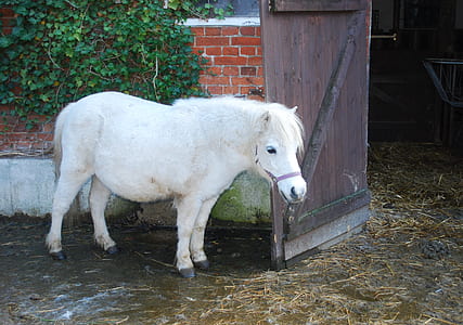 white pony standing beside brown wooden door at daytime thumbnail