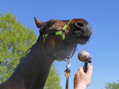 person holding gray water spray head while sprinkling to the brown horse at daytime thumbnail