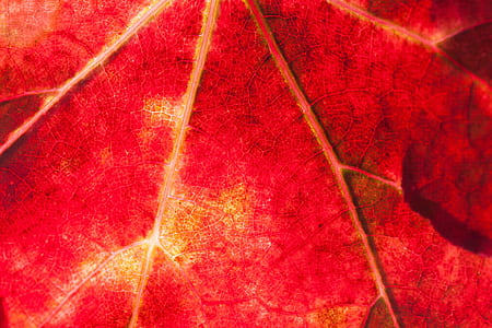 maple leaf close-up photography thumbnail