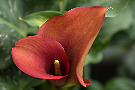 red calla lily thumbnail