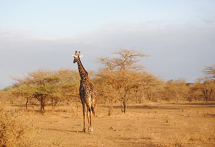 giraffe standing on ground thumbnail