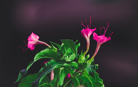 Pink Flowers Shallow Focus Photography thumbnail