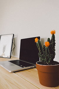 green and orange cactus beside laptop thumbnail