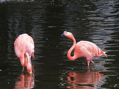 flamingo, water birds, exotic birds, flamingos, pink flamingo, birds thumbnail