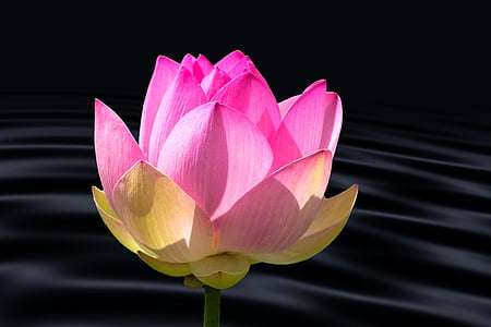 closeup photo of pink waterlily flower thumbnail