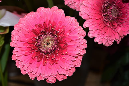 closeup photography of pink gerbera daisy flowers thumbnail