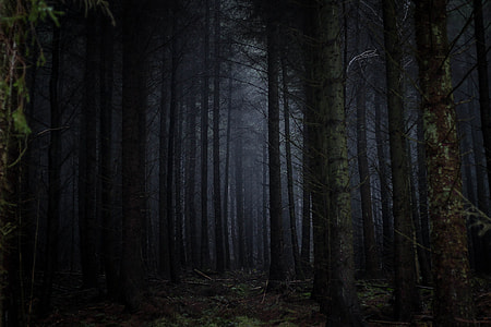 forest trees illustration thumbnail