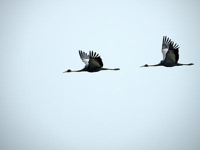two bird flying illustration thumbnail
