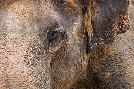 portrait of elephant thumbnail