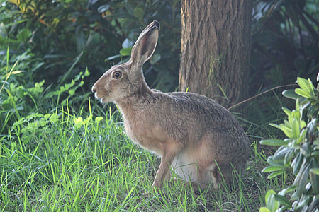 gray hare near tree thumbnail