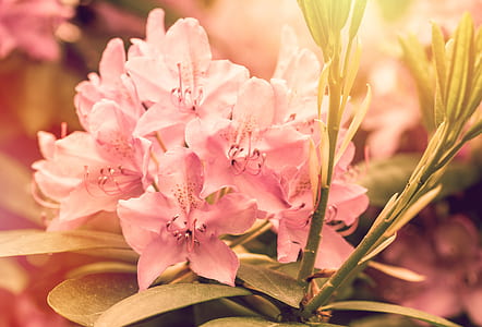macro shot of pink flowers thumbnail