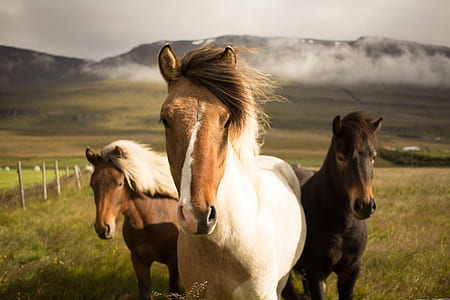 wildlife photography of horses on field thumbnail