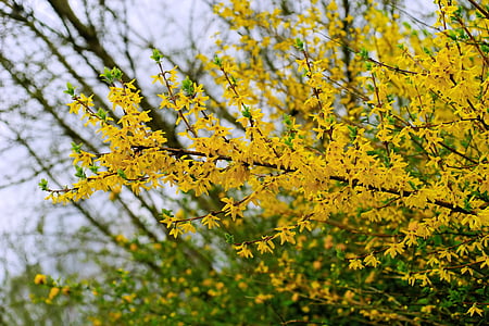 yellow flowering tree thumbnail