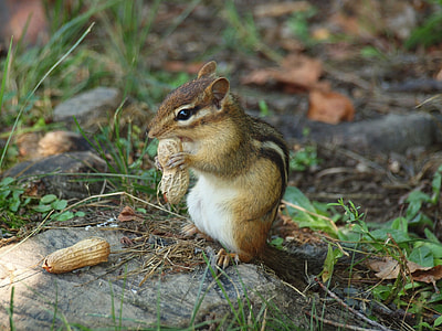 brown squirrel eating nuts on focus photop thumbnail