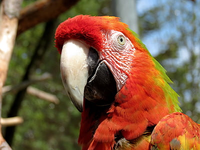 closeup photo of red, green, and white parrot thumbnail