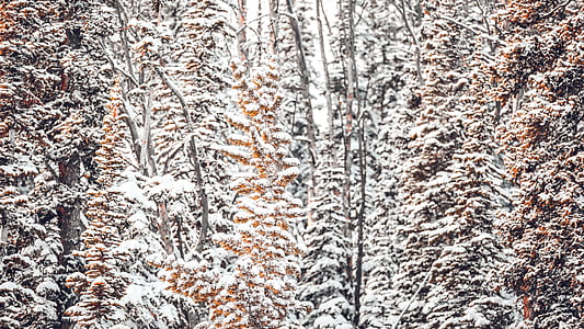 snow-covered woods thumbnail