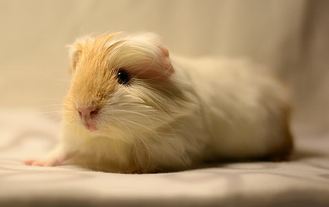 tan and white Guinea Pig thumbnail