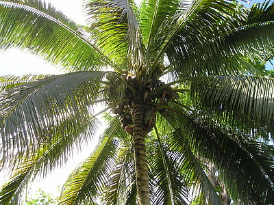 coconut tree thumbnail